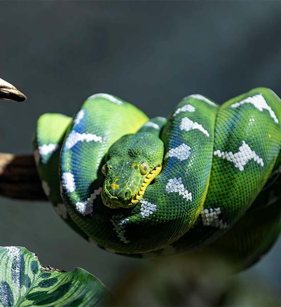 Certifierad Python Utvecklare